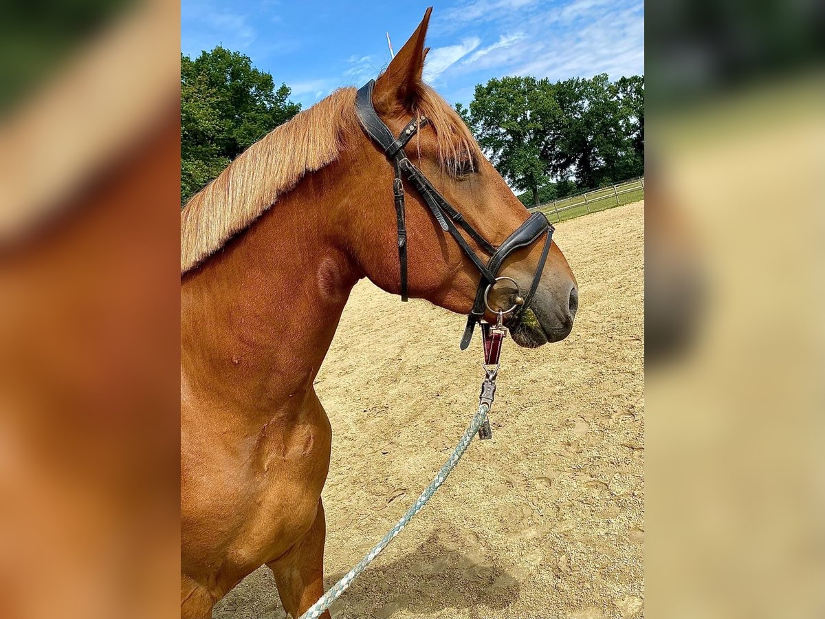 Deutsches Reitpferd Mix Stute 5 Jahre 160 cm Fuchs in Haltern am See
