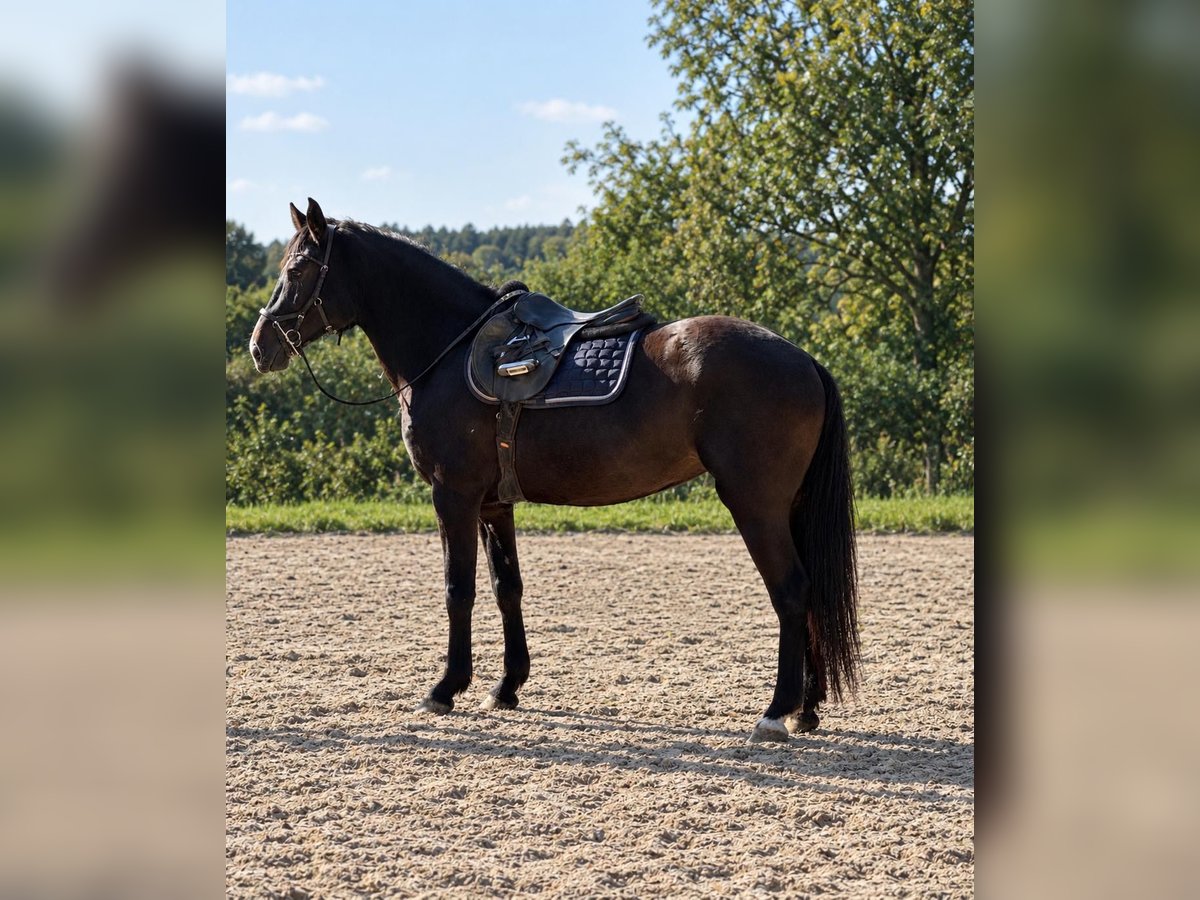 Deutsches Reitpferd, Stute in Woldert