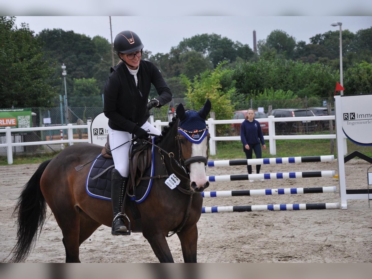 Deutsches Reitpferd Stute 5 Jahre 162 cm Dunkelbrauner in H&#xFC;ckelhoven