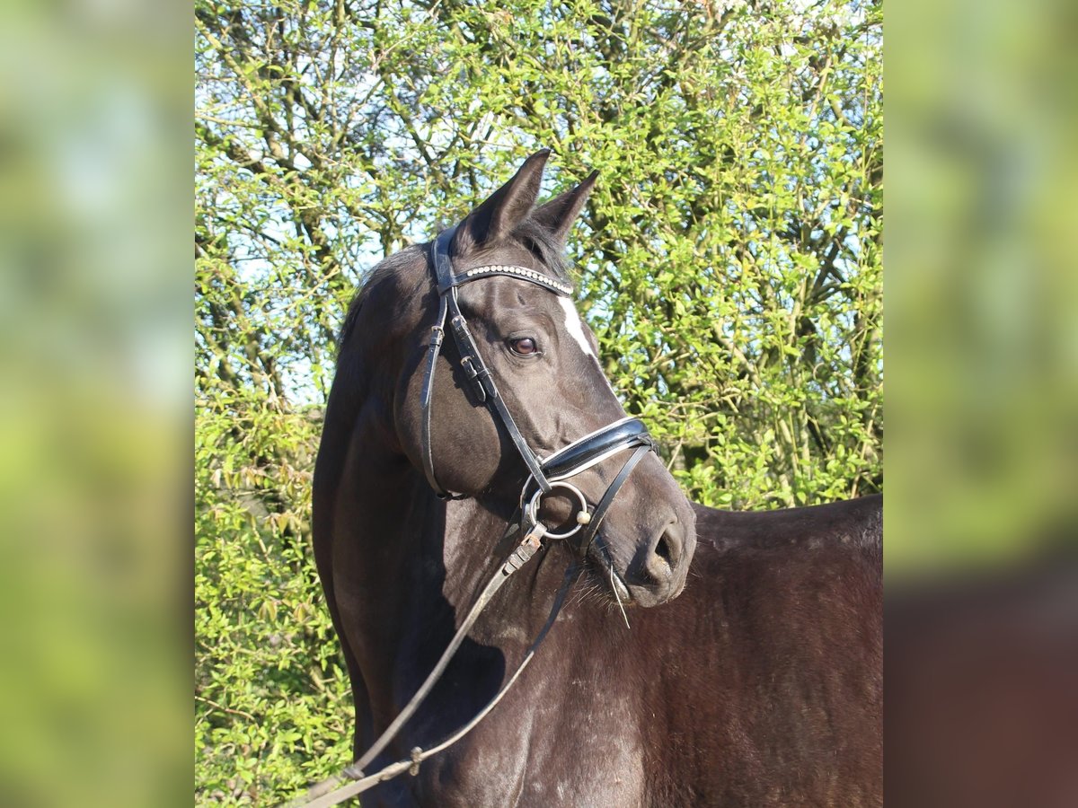 Deutsches Reitpferd Stute 5 Jahre 162 cm Rappe in Hergenfeld