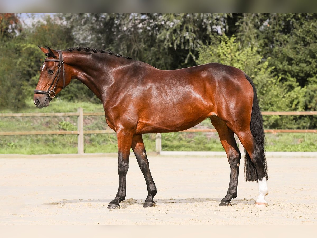 Deutsches Reitpferd Stute 5 Jahre 165 cm Brauner in Riedstadt