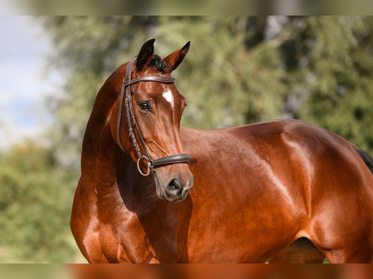 Deutsches Reitpferd Stute 5 Jahre 165 cm Brauner in Riedstadt
