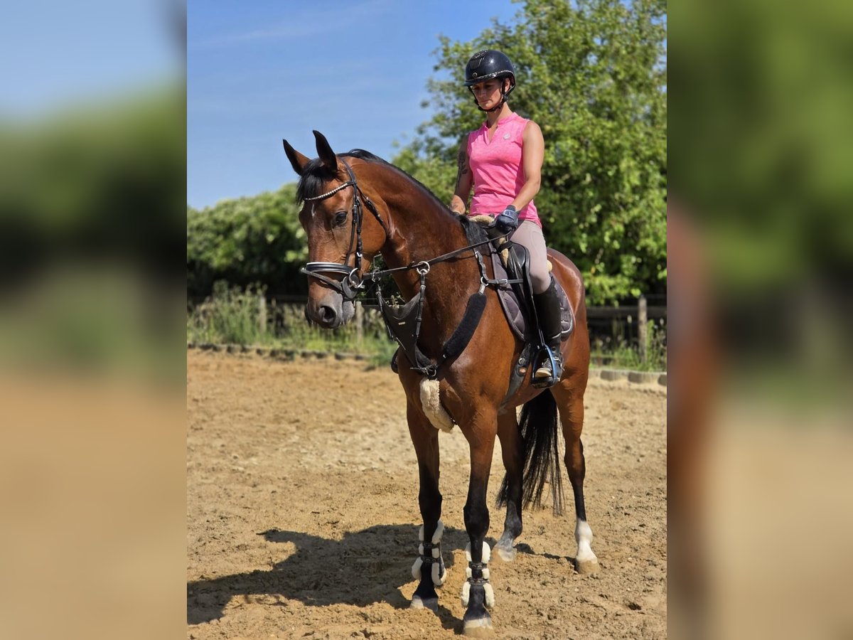 Deutsches Reitpferd Stute 5 Jahre 168 cm Brauner in H&#xFC;ckelhoven