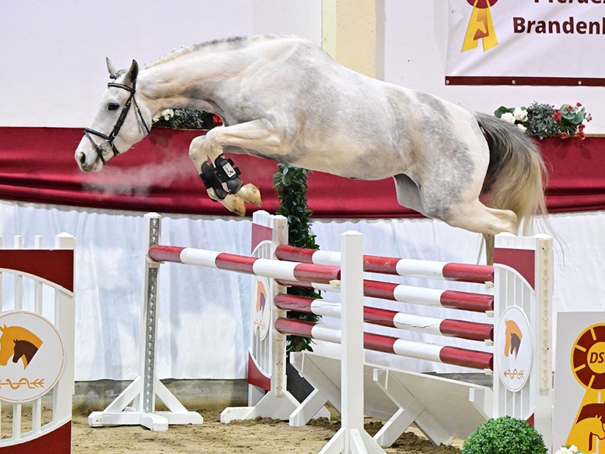 Deutsches Reitpferd Stute 5 Jahre 168 cm Schecke in Gomadingen