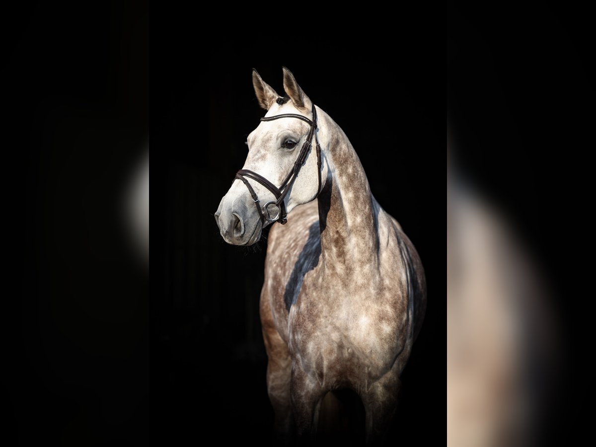 Deutsches Reitpferd Stute 5 Jahre 172 cm Apfelschimmel in Lastrup
