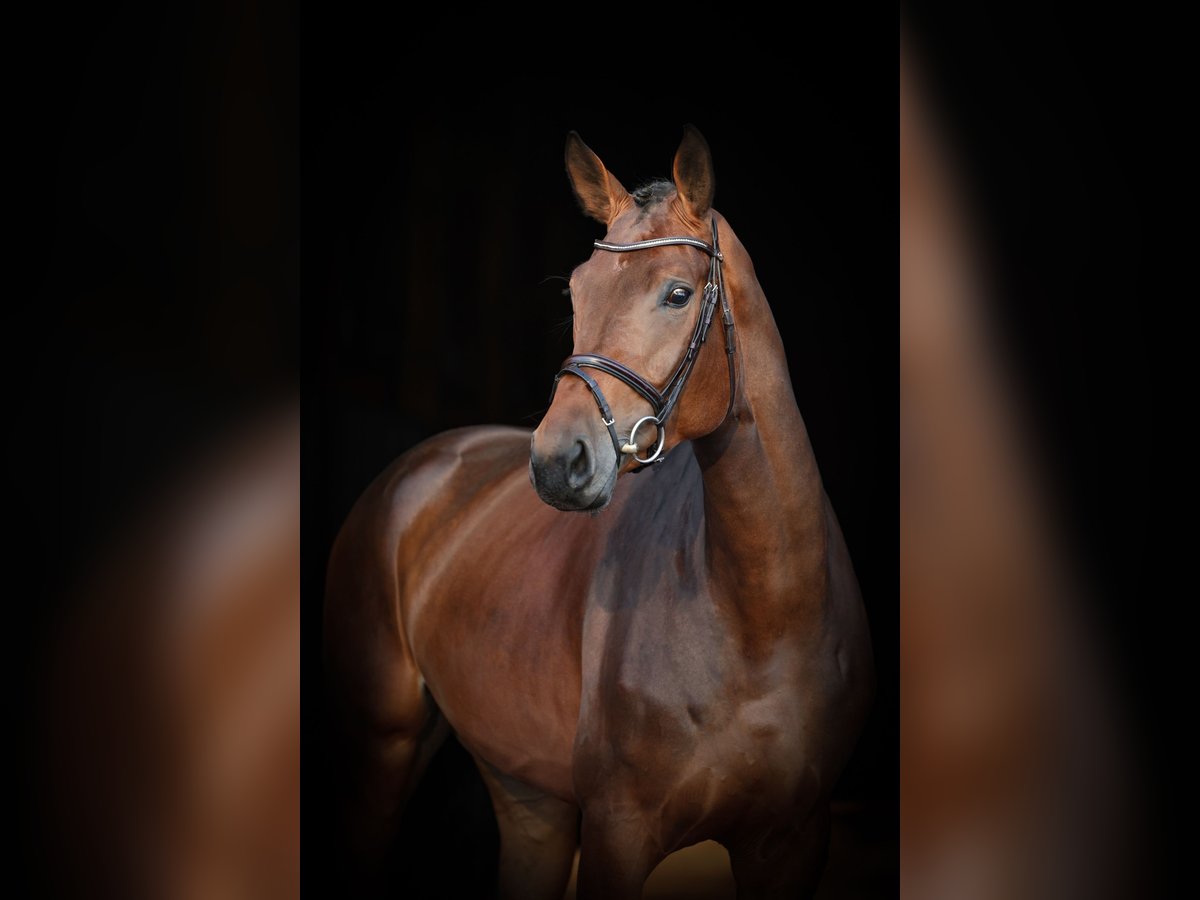 Deutsches Reitpferd Stute 5 Jahre 172 cm Dunkelbrauner in Lastrup