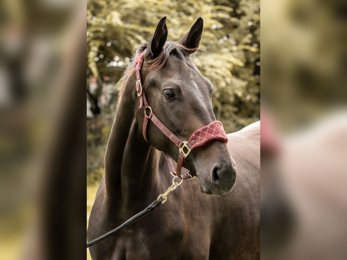 Deutsches Reitpferd Mix Stute 5 Jahre 173 cm Schwarzbrauner in K&#xF6;ln