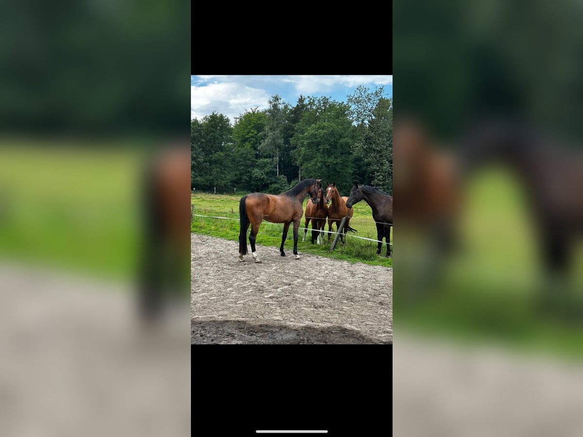 Deutsches Reitpferd Stute 5 Jahre 177 cm Brauner in Bad Bentheim