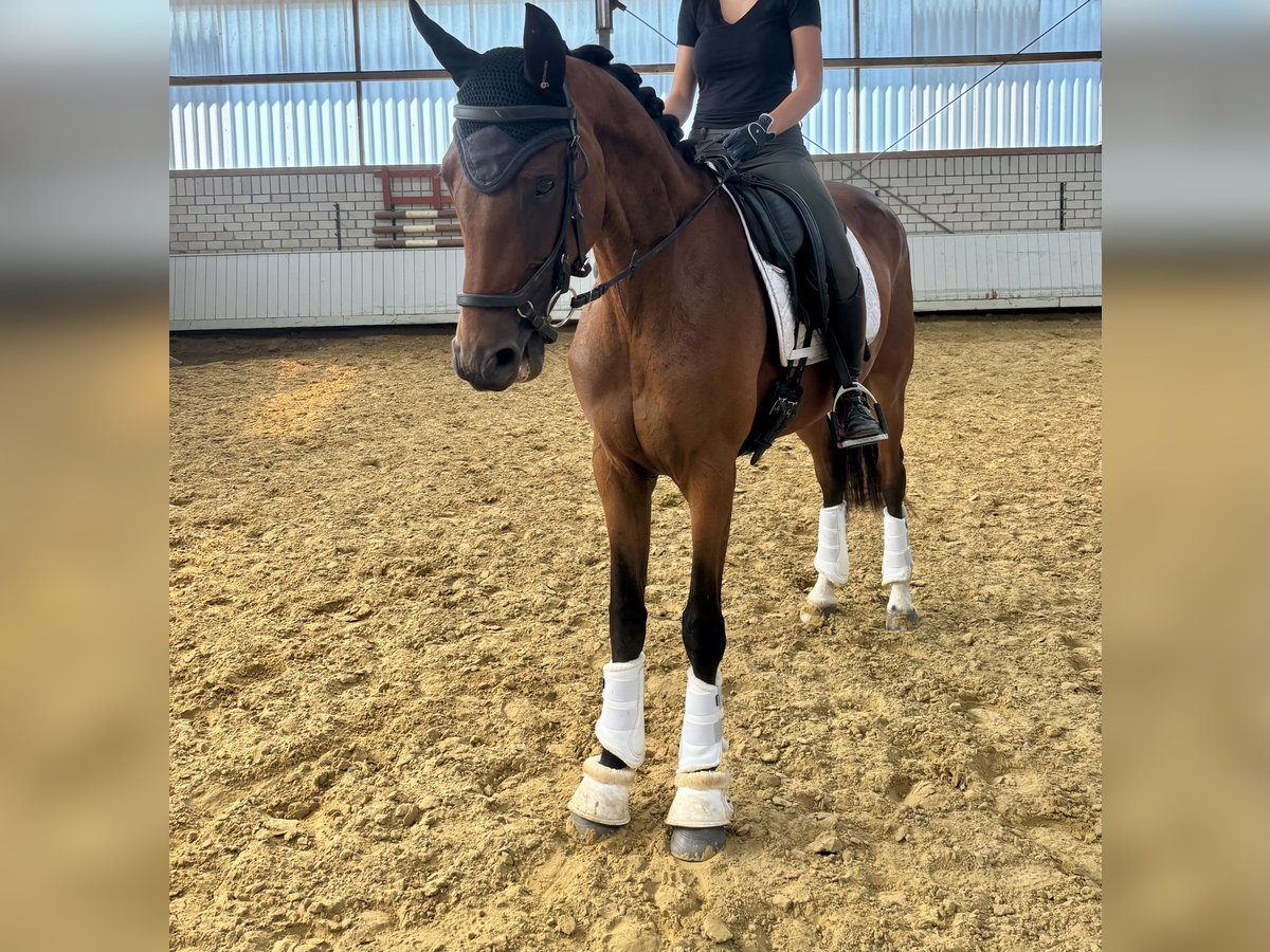 Deutsches Reitpferd Stute 5 Jahre Brauner in B&#xF6;nen