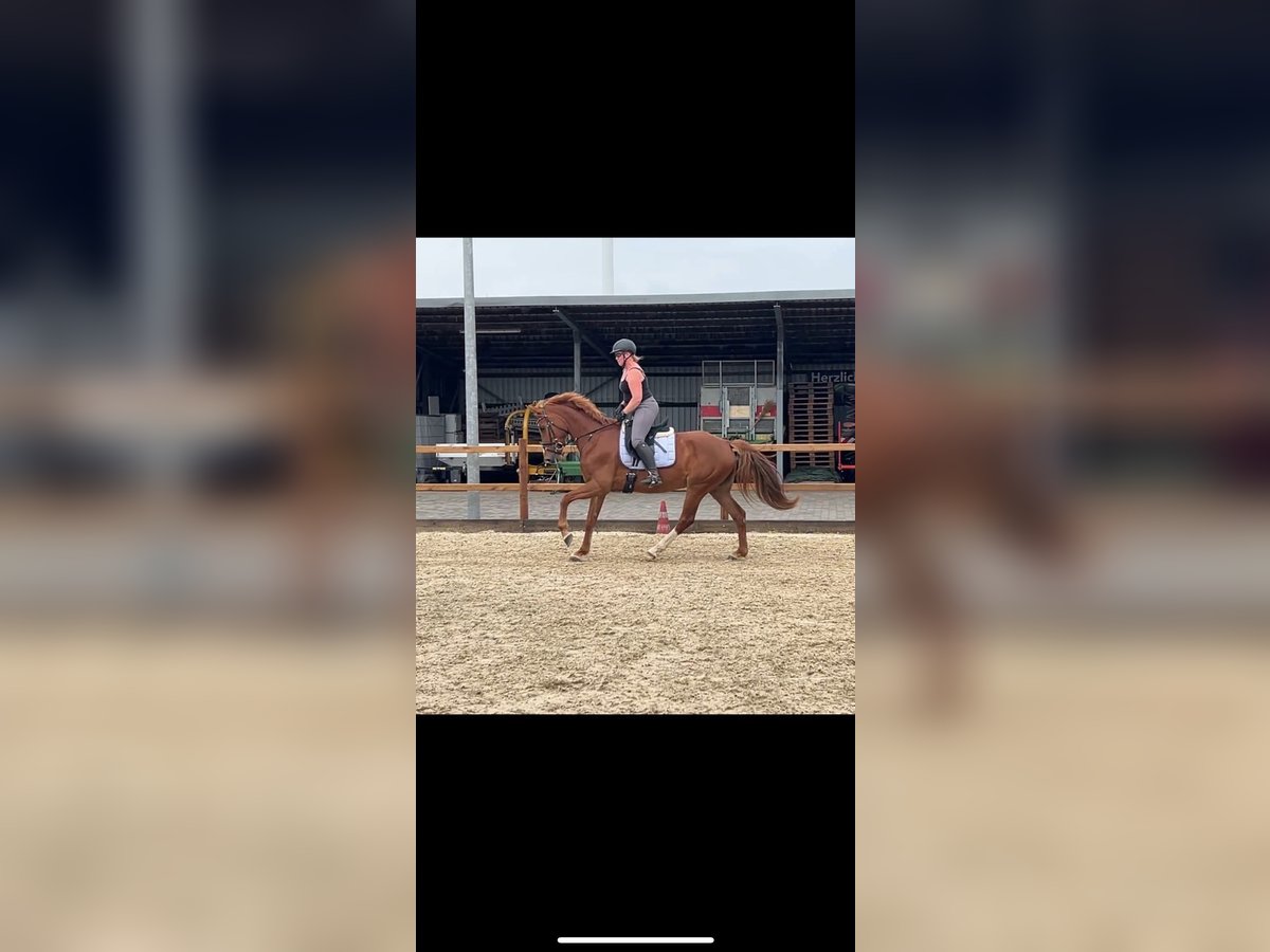Deutsches Reitpferd Stute 6 Jahre 157 cm Fuchs in H&#xFC;nxe