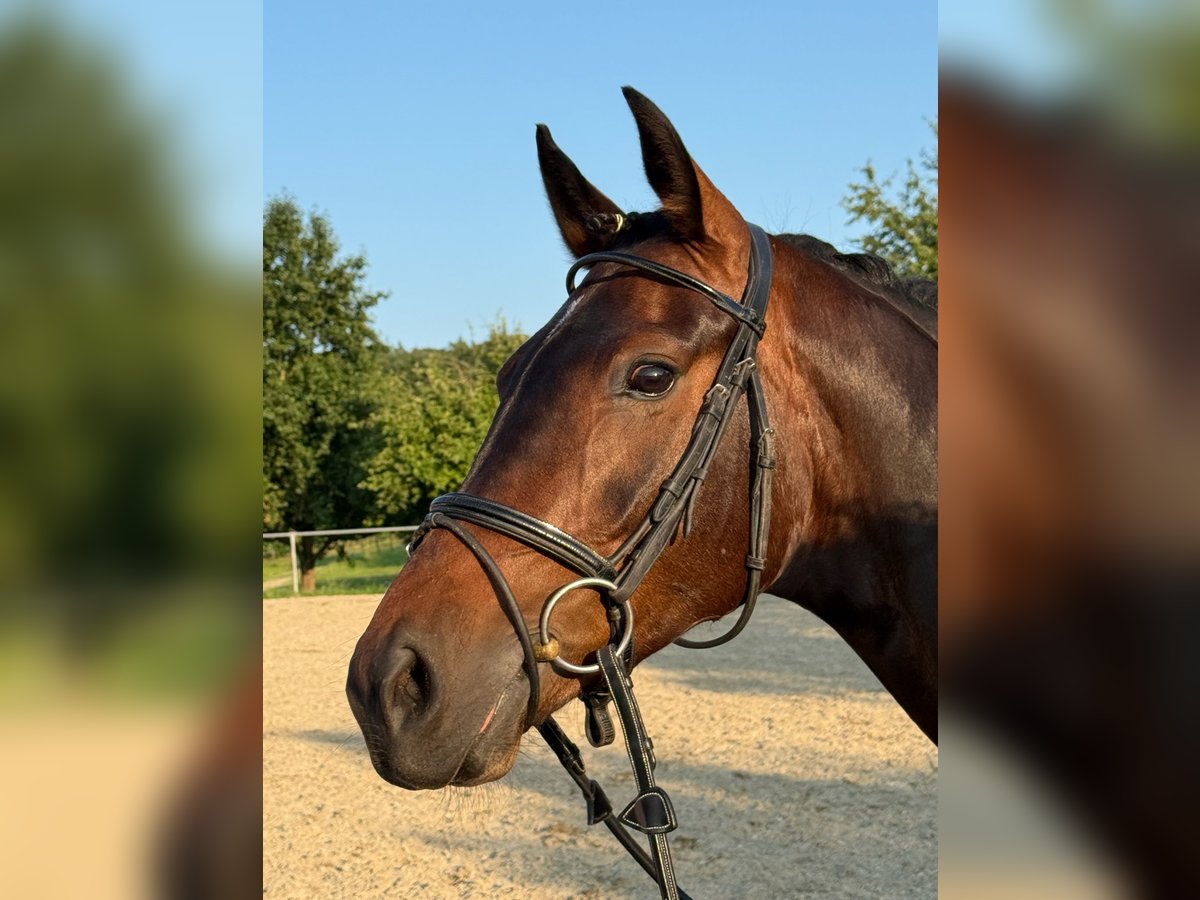 Deutsches Reitpferd Stute 6 Jahre 160 cm Dunkelbrauner in Konstanz