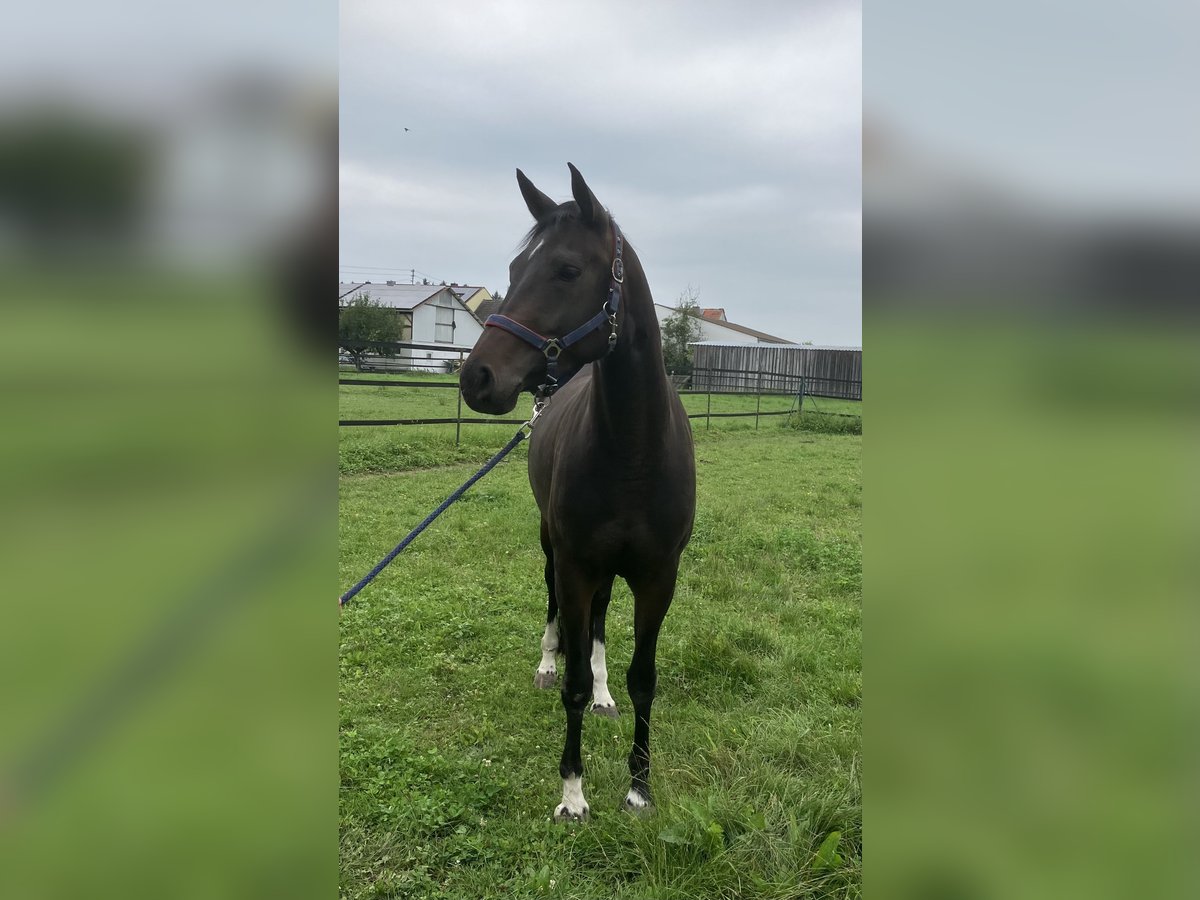 Deutsches Reitpferd Stute 6 Jahre 165 cm Dunkelbrauner in Zusmarshausen