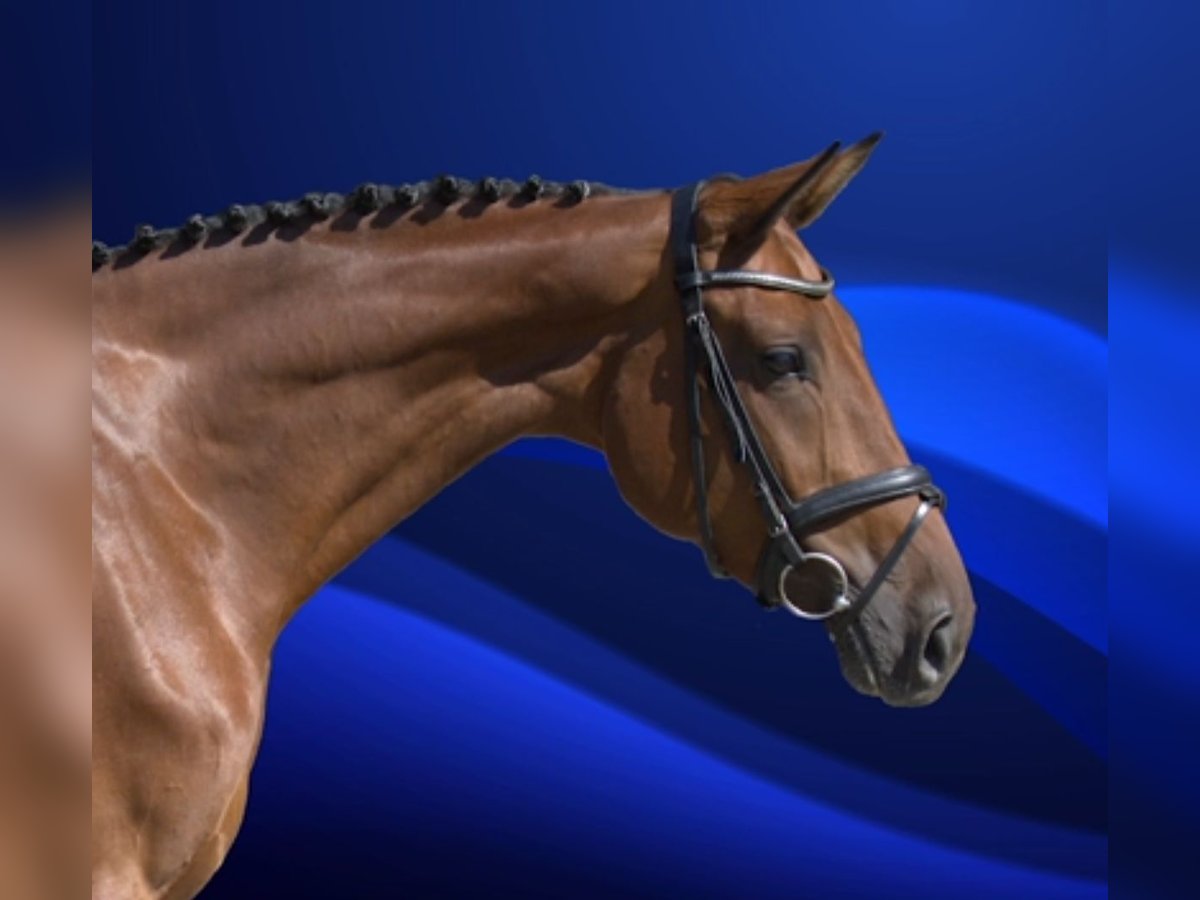 Deutsches Reitpferd Stute 6 Jahre 170 cm Brauner in Altenberge