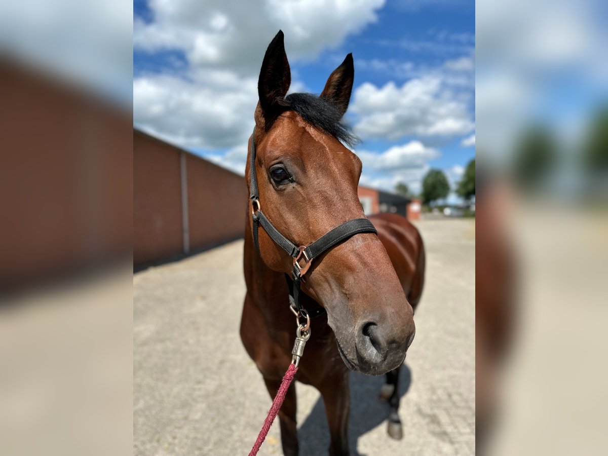 Deutsches Reitpferd Stute 6 Jahre 170 cm Rotbrauner in Deventer