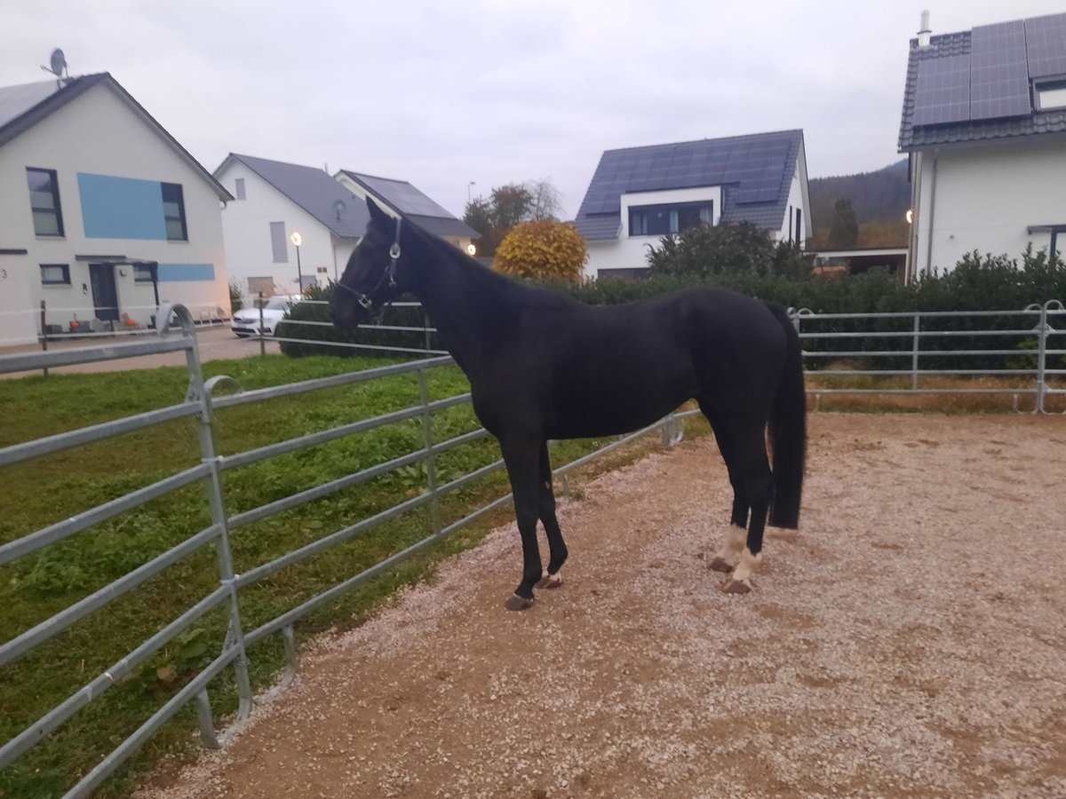 Deutsches Reitpferd Stute 6 Jahre 172 cm Rappe in Maulburg