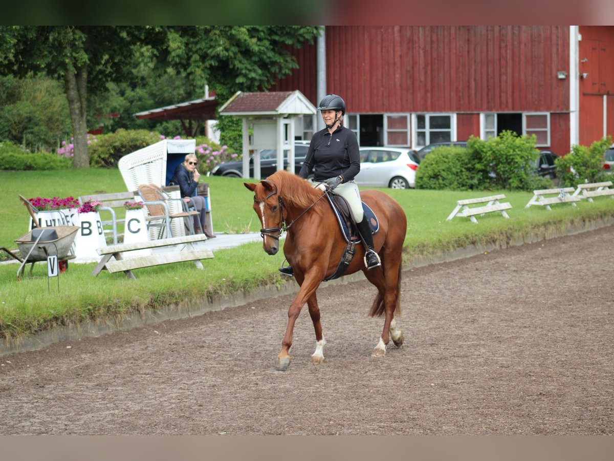 Deutsches Reitpferd Stute 7 Jahre 156 cm Fuchs in Kiel