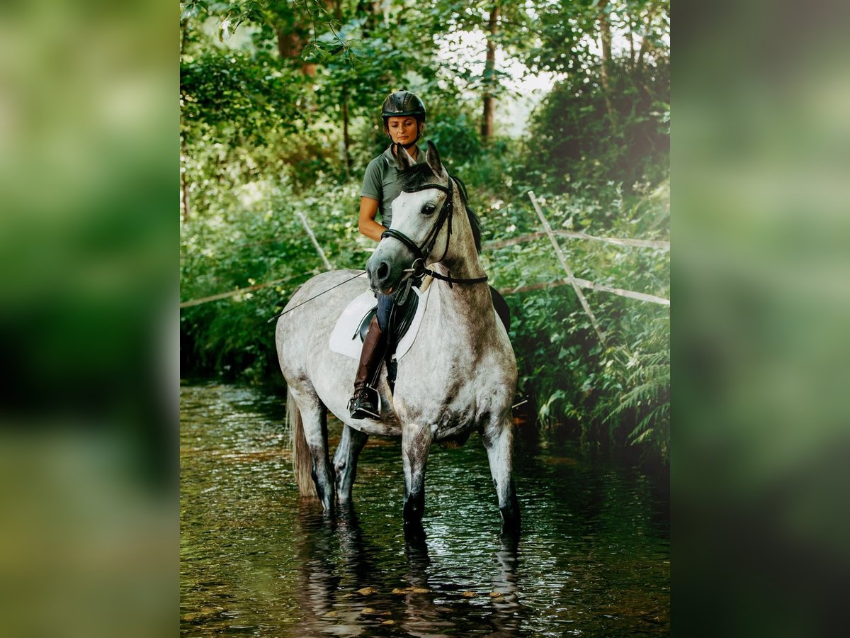 Deutsches Reitpferd Stute 7 Jahre 158 cm Schimmel in Marktredwitz