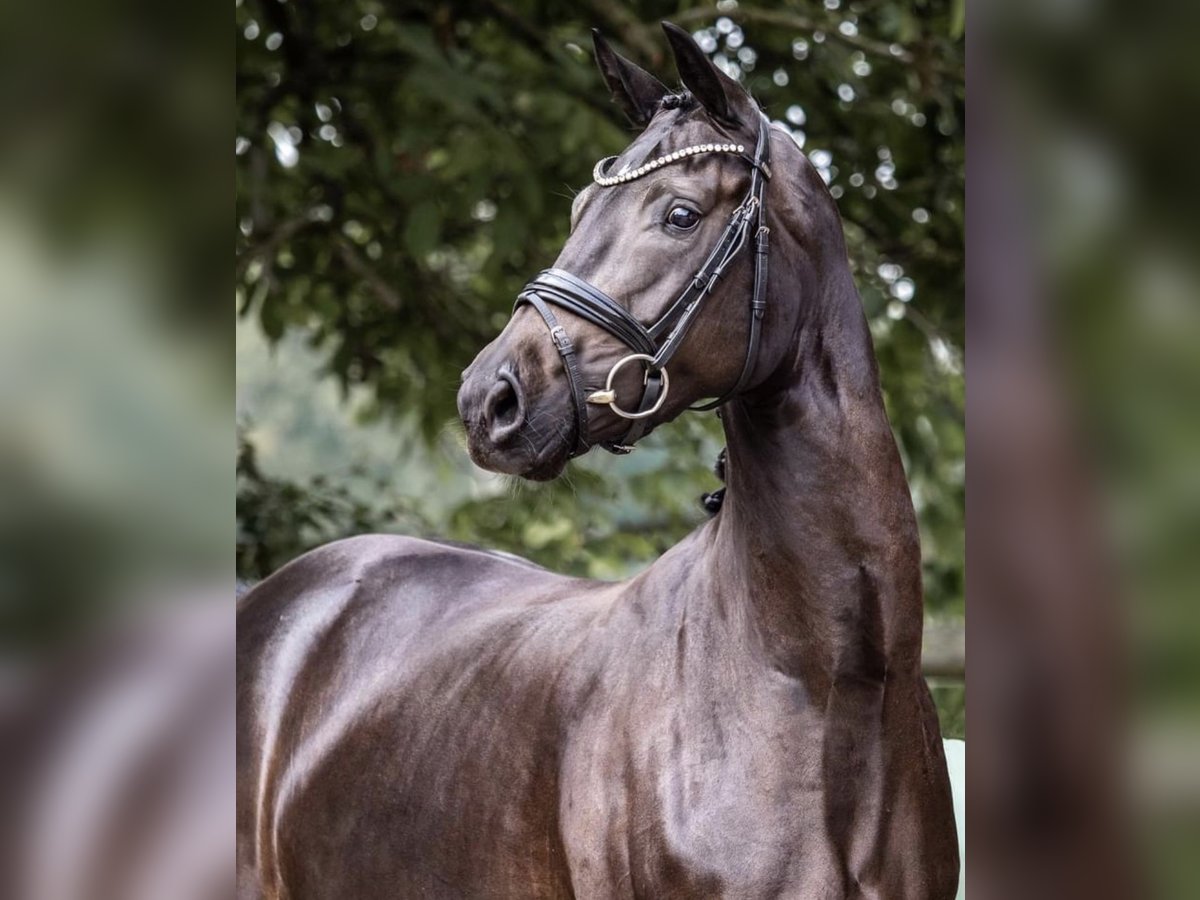 Deutsches Reitpferd Stute 7 Jahre 167 cm Schwarzbrauner in L&#xFC;dinghausen