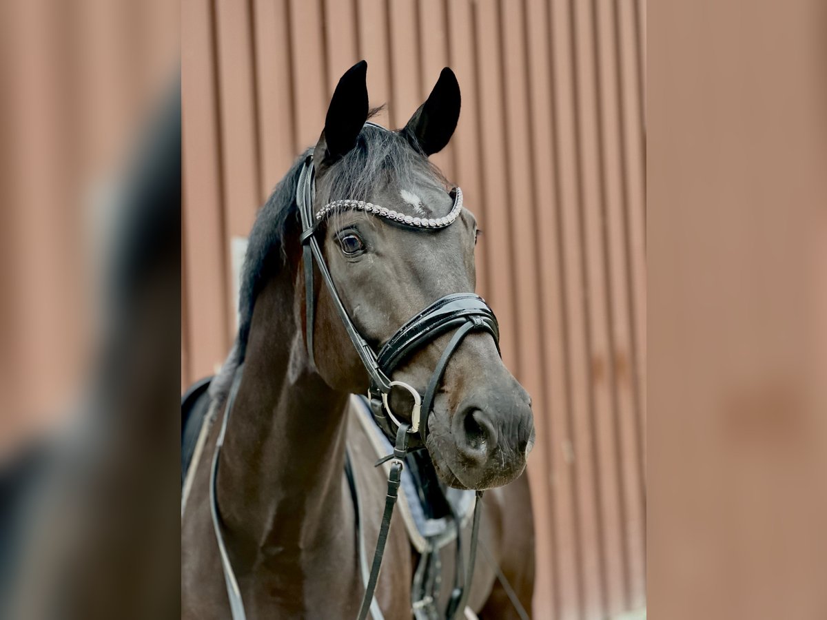Deutsches Reitpferd Stute 7 Jahre 167 cm Schwarzbrauner in L&#xFC;dinghausen