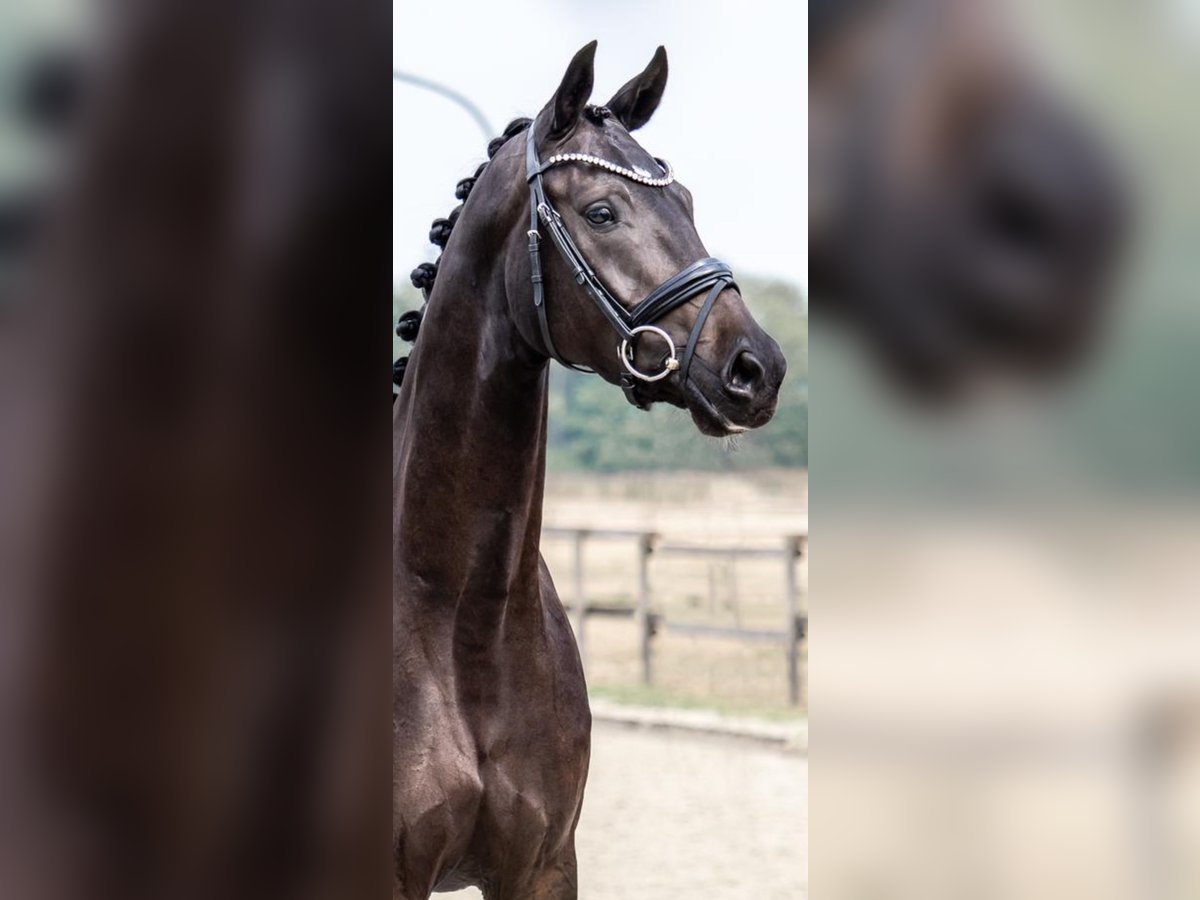 Deutsches Reitpferd Stute 7 Jahre 167 cm Schwarzbrauner in Lüdinghausen