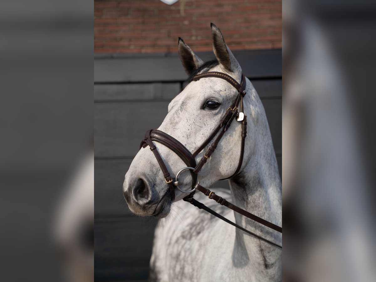 Deutsches Reitpferd Stute 7 Jahre 169 cm Rappschimmel in Vreden