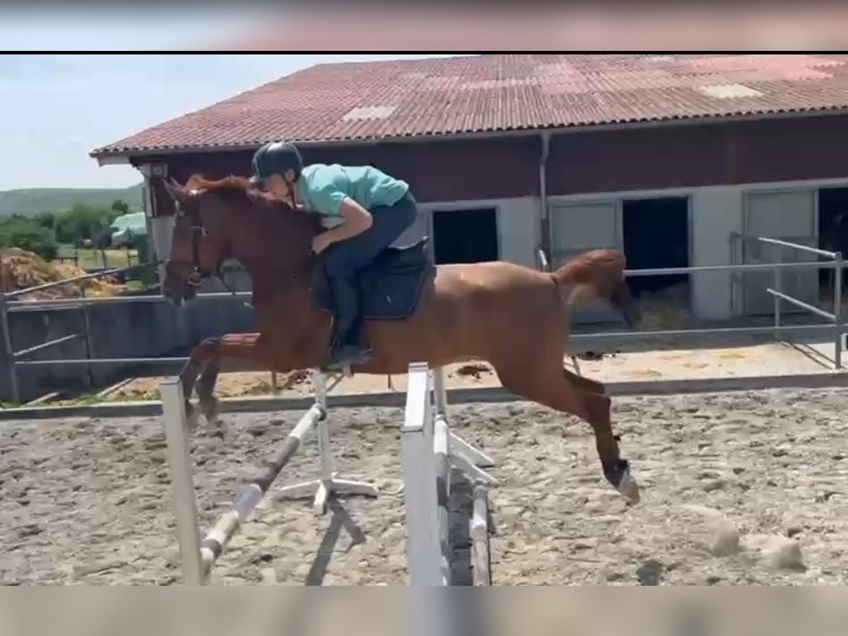 Deutsches Reitpferd Stute 7 Jahre 170 cm Fuchs in Untergruppenbach