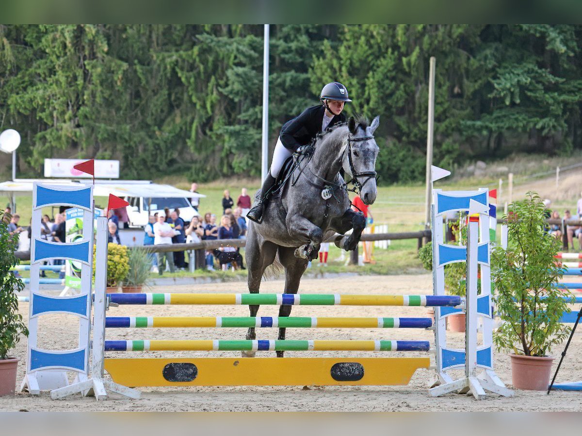 Deutsches Reitpferd Stute 7 Jahre 174 cm Schimmel in Rosengarten