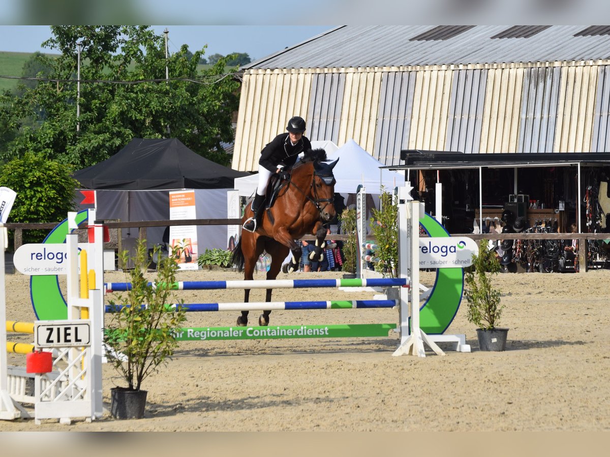 Deutsches Reitpferd Stute 7 Jahre 175 cm Brauner in Overath