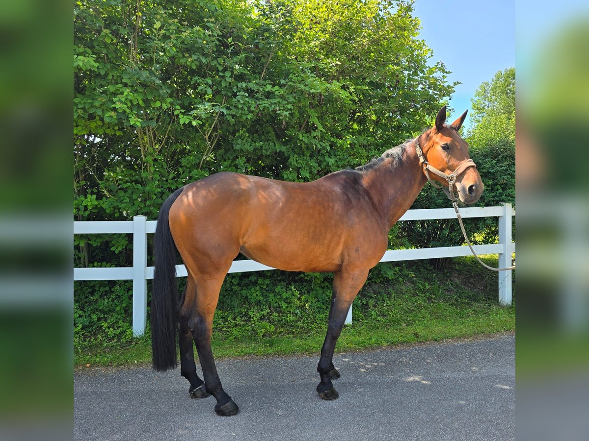 Deutsches Reitpferd Stute 7 Jahre 178 cm Brauner in Geiselhöring Deutsches Reitpferd Stute 7 Jahre 178 cm Brauner in Geiselhöring
