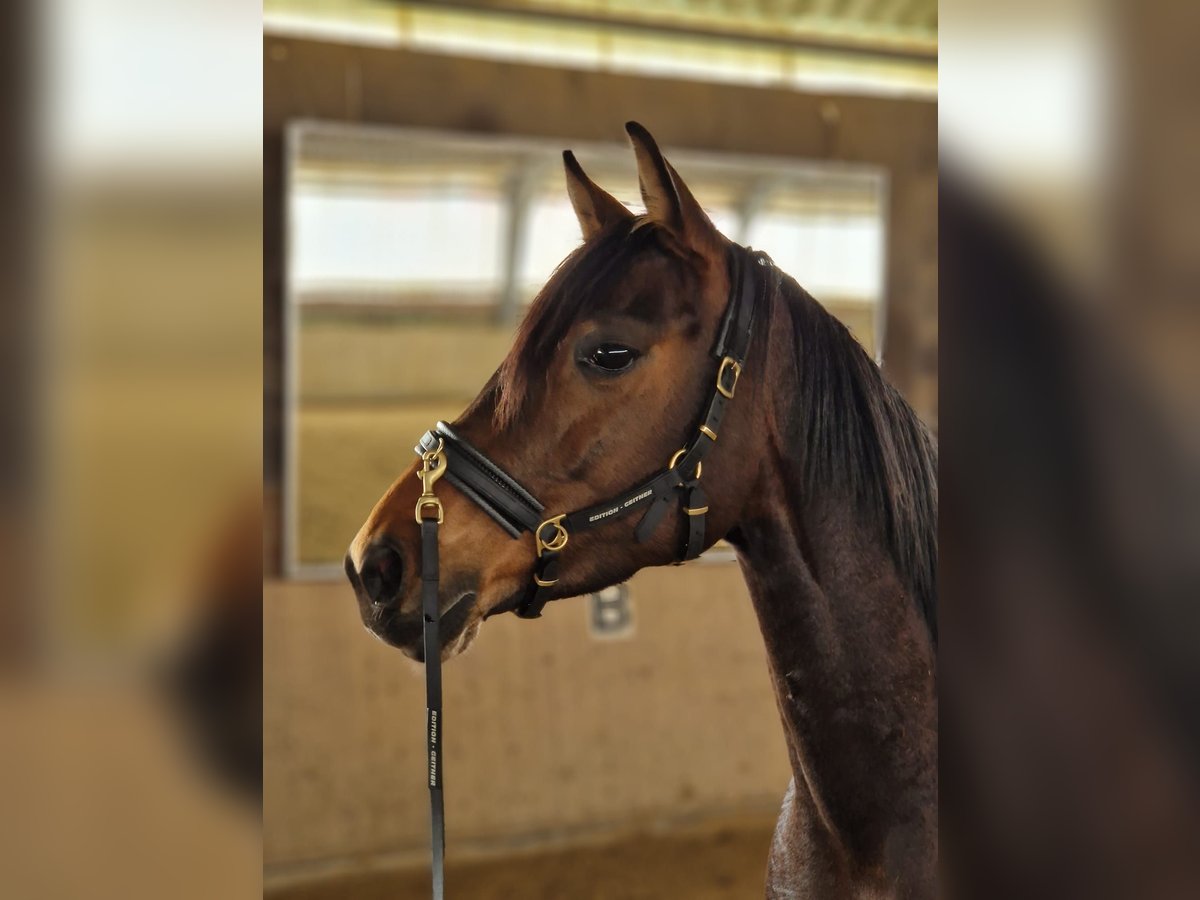 Deutsches Reitpferd Stute 8 Jahre 160 cm Brauner in Obernkirchen