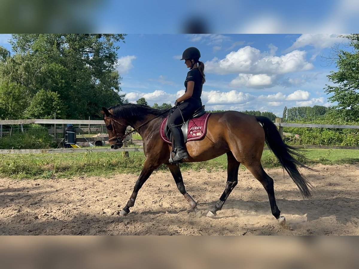 Deutsches Reitpferd Stute 8 Jahre 160 cm Brauner in Hespe Levesen