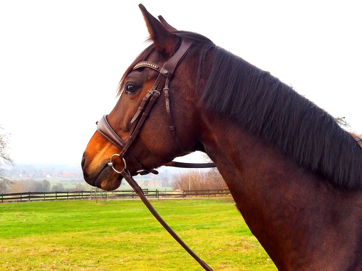 Deutsches Reitpferd Stute 8 Jahre 160 cm Brauner in Hespe Levesen