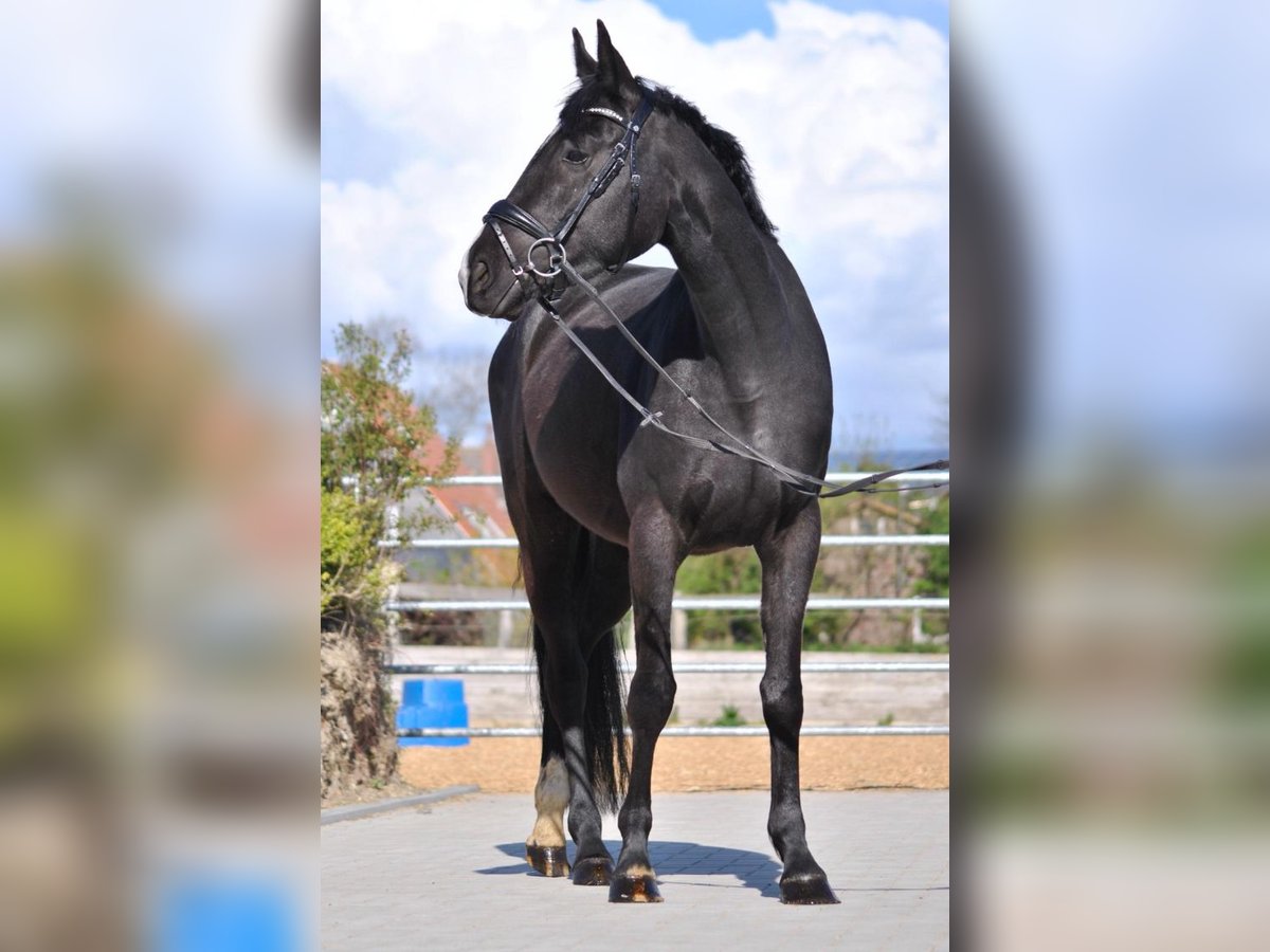 Deutsches Reitpferd Stute 8 Jahre 160 cm Rappe in Tinningstedt