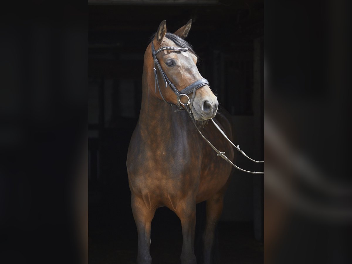 Deutsches Reitpferd Stute 8 Jahre 161 cm Dunkelbrauner in Geestland