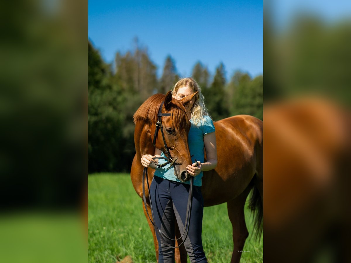 Deutsches Reitpferd Stute 8 Jahre 164 cm Fuchs in Gie&#xDF;en