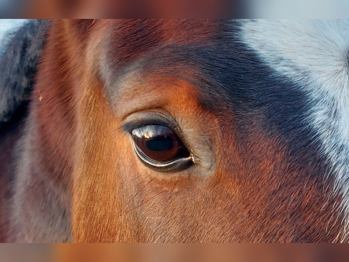 Deutsches Reitpferd Stute 8 Jahre 165 cm Brauner in D&#xF6;beln