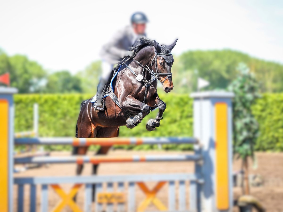 Deutsches Reitpferd Stute 8 Jahre 165 cm in Schwerin