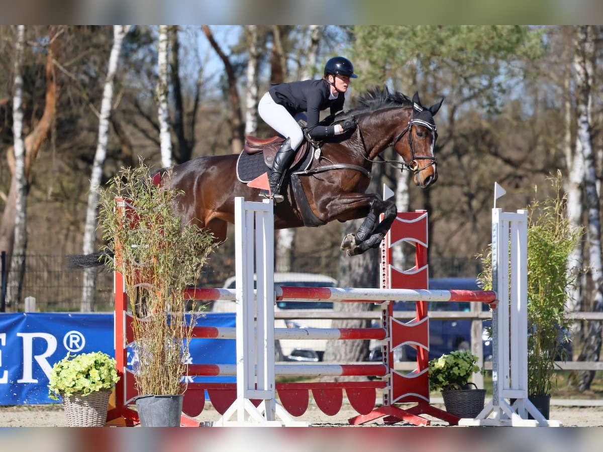 Deutsches Reitpferd Stute 8 Jahre 172 cm Dunkelbrauner in Garstedt