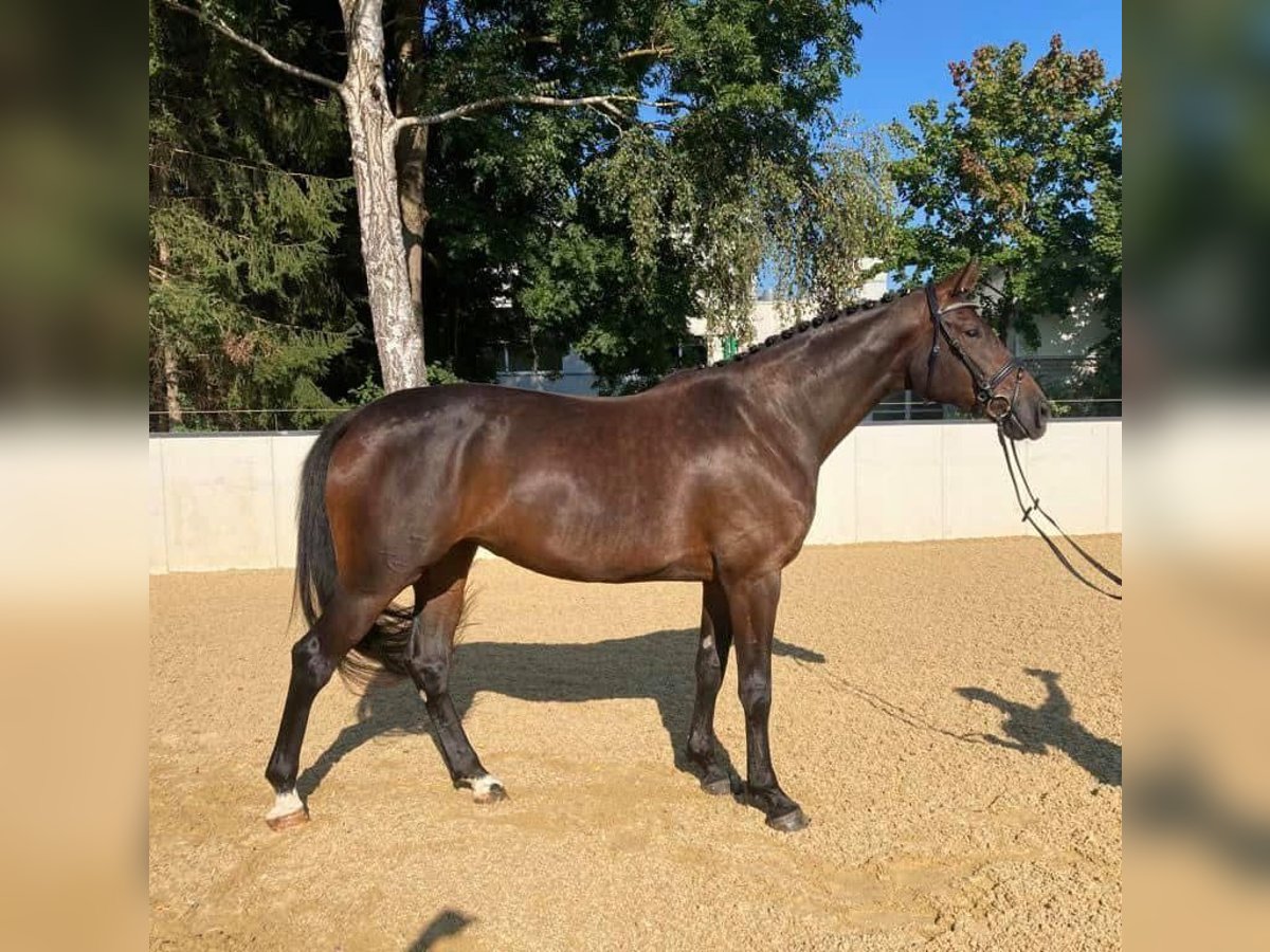 Deutsches Reitpferd Stute 8 Jahre 173 cm Dunkelbrauner in Bayern - Zusmarshausen