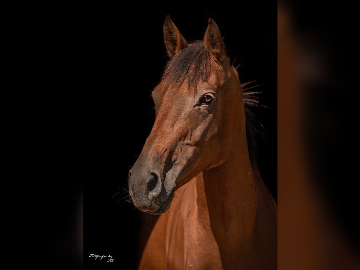 Deutsches Reitpferd Stute 9 Jahre 162 cm Brauner in Huglfing