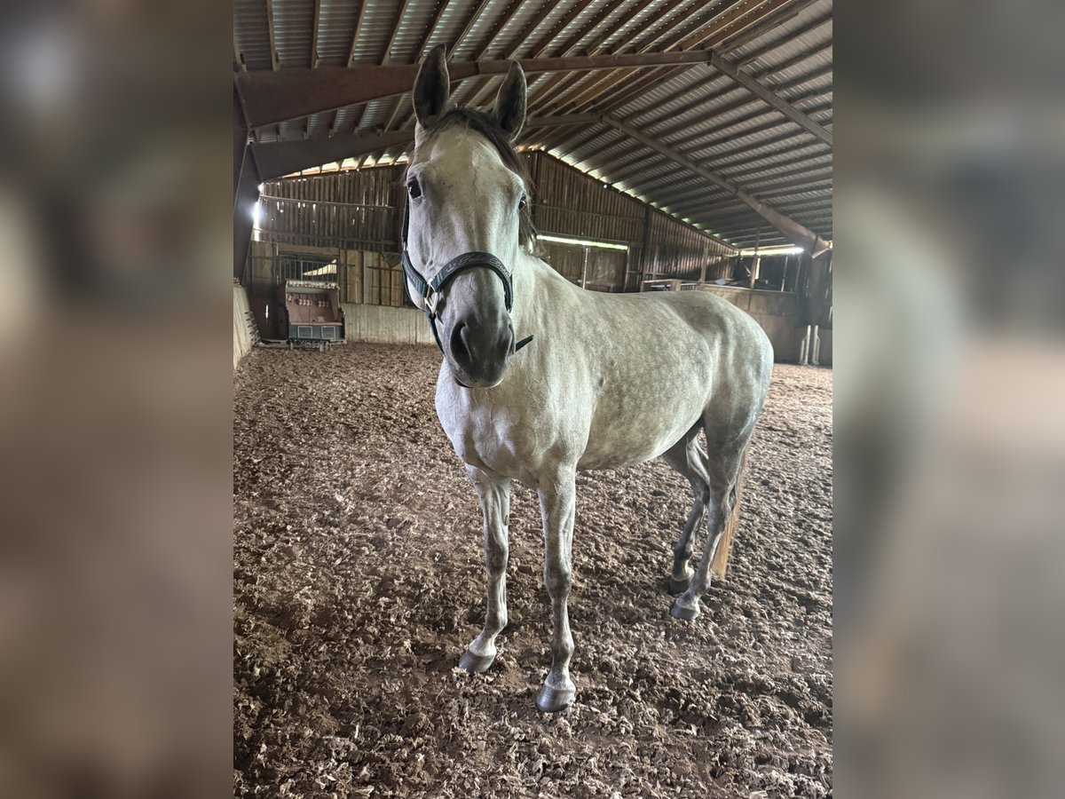 Deutsches Reitpferd Stute 9 Jahre 163 cm Schimmel in Eggerstorf