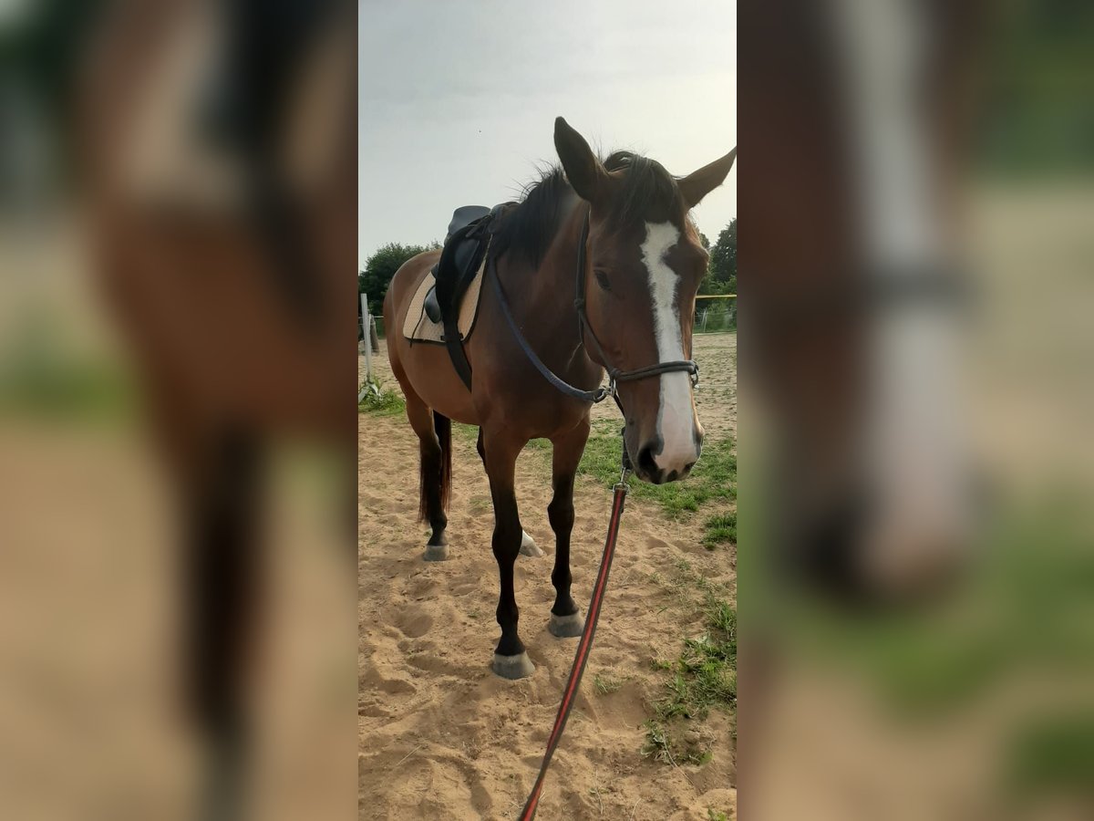 Deutsches Reitpferd Stute 9 Jahre 165 cm Brauner in Döbeln Deutsches Reitpferd Stute 9 Jahre 165 cm Brauner in Döbeln