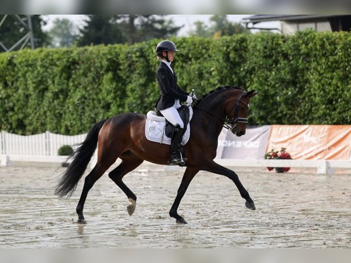 Deutsches Reitpferd Stute 9 Jahre 166 cm Dunkelbrauner in Marl