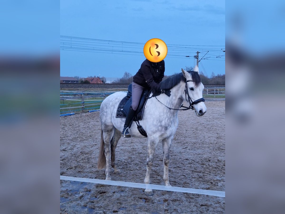Deutsches Reitpferd Stute 9 Jahre 168 cm Apfelschimmel in Isenb&#xFC;ttel