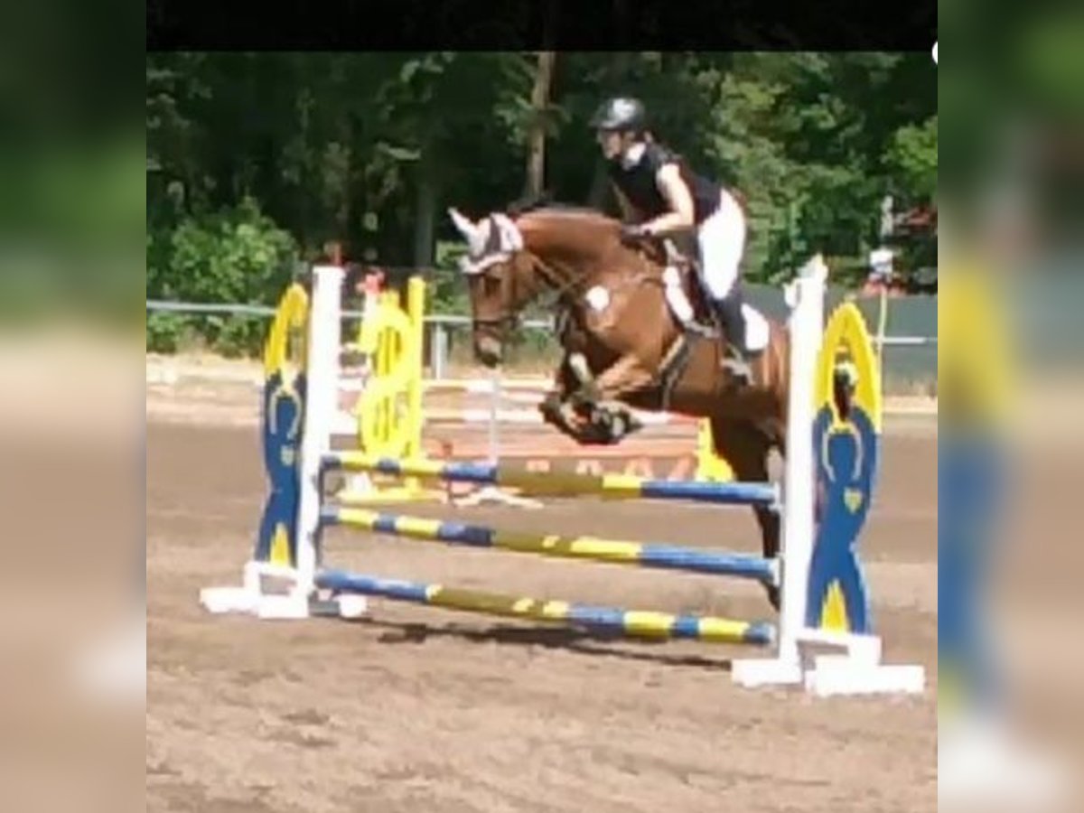 Deutsches Reitpferd Stute 9 Jahre 168 cm Brauner in Homburg