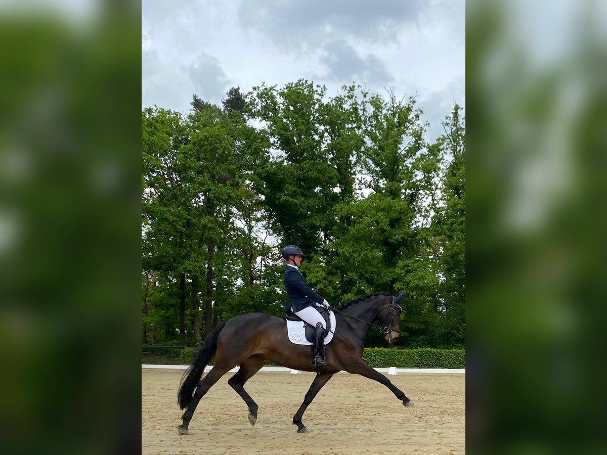 Deutsches Reitpferd Stute 9 Jahre 170 cm Dunkelbrauner in Ahaus