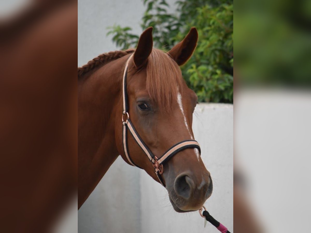 Deutsches Reitpferd Stute 9 Jahre 170 cm Fuchs in Balingen