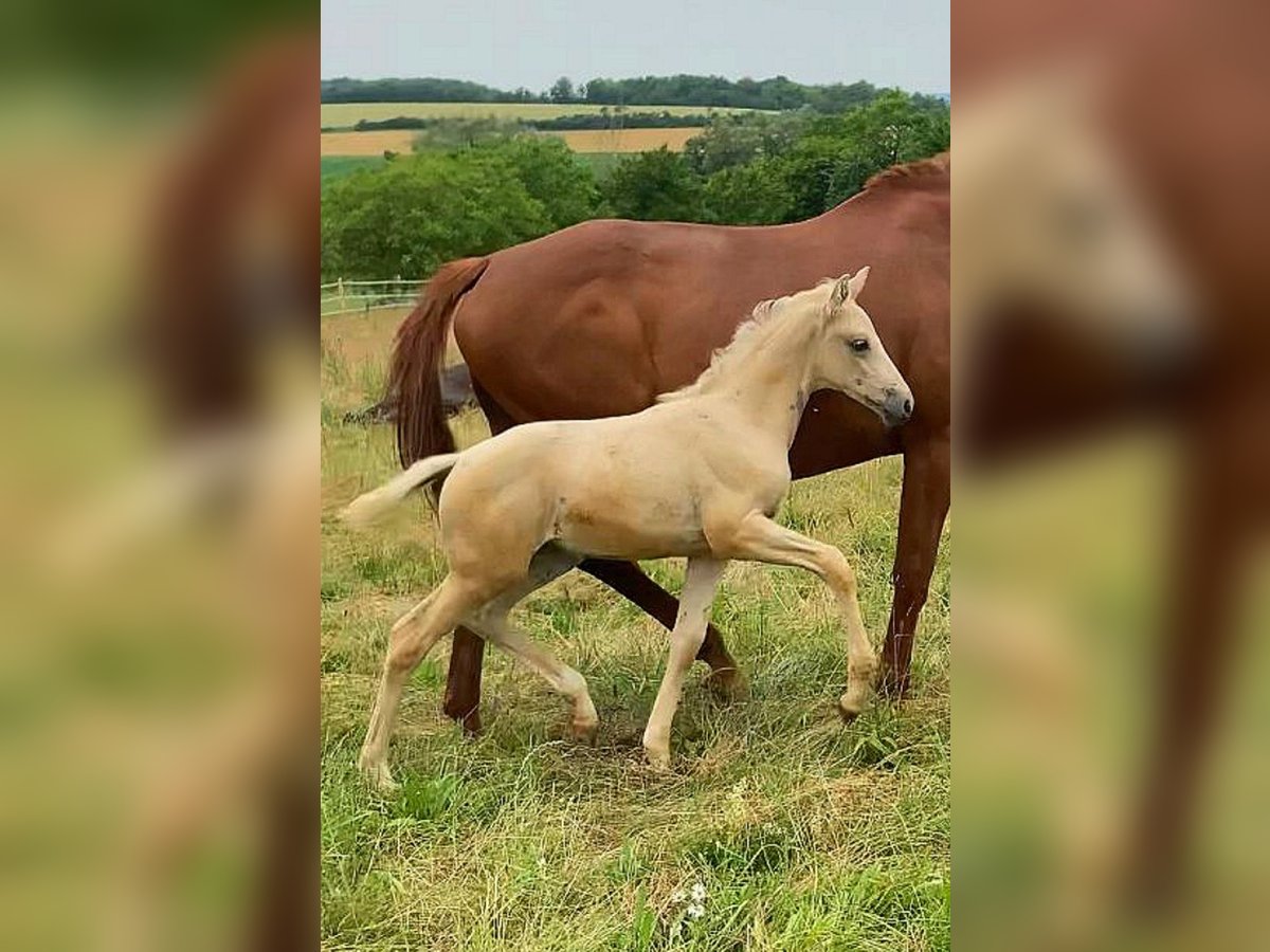 Deutsches Reitpferd Stute Fohlen (04/2024) 165 cm Palomino in Sugenheim