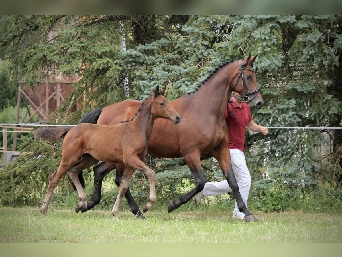 Deutsches Reitpferd Stute Fohlen (04/2025) 170 cm Brauner in Sieversdorf-Hohenofen