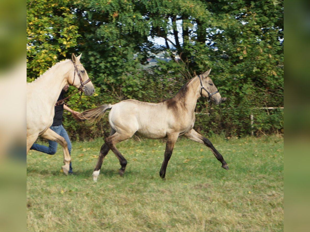 Deutsches Reitpferd Stute Fohlen (04/2025) 170 cm Falbe in M&#xFC;geln